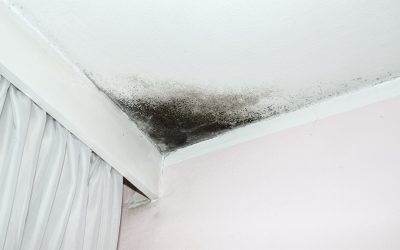 4 Tips to Prevent Mold in Your Home